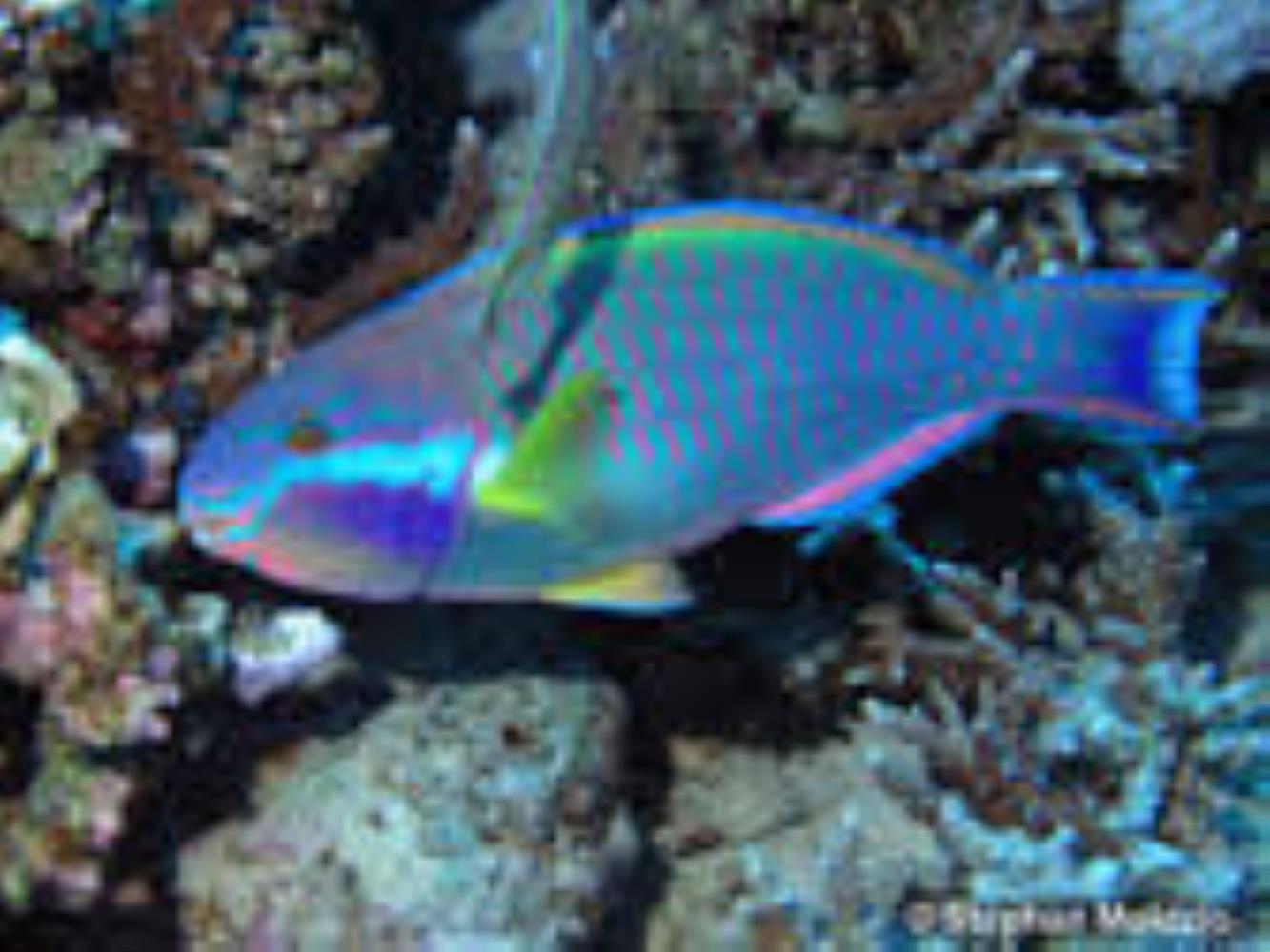 Sinai Parrotfish