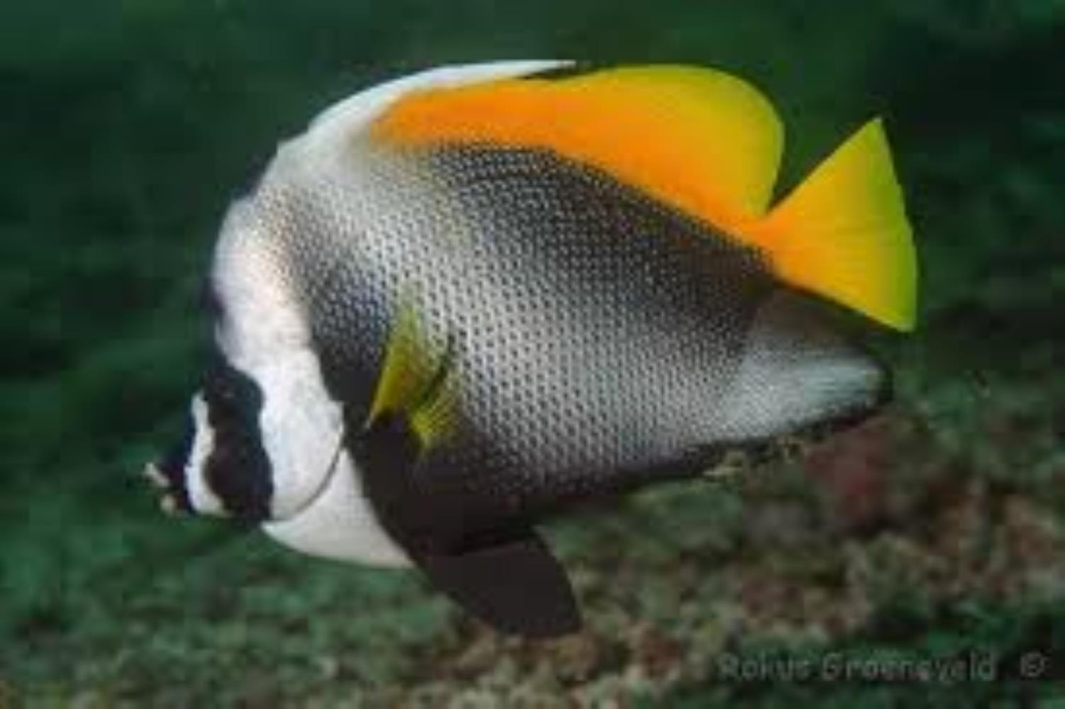 Singular Bannerfish
