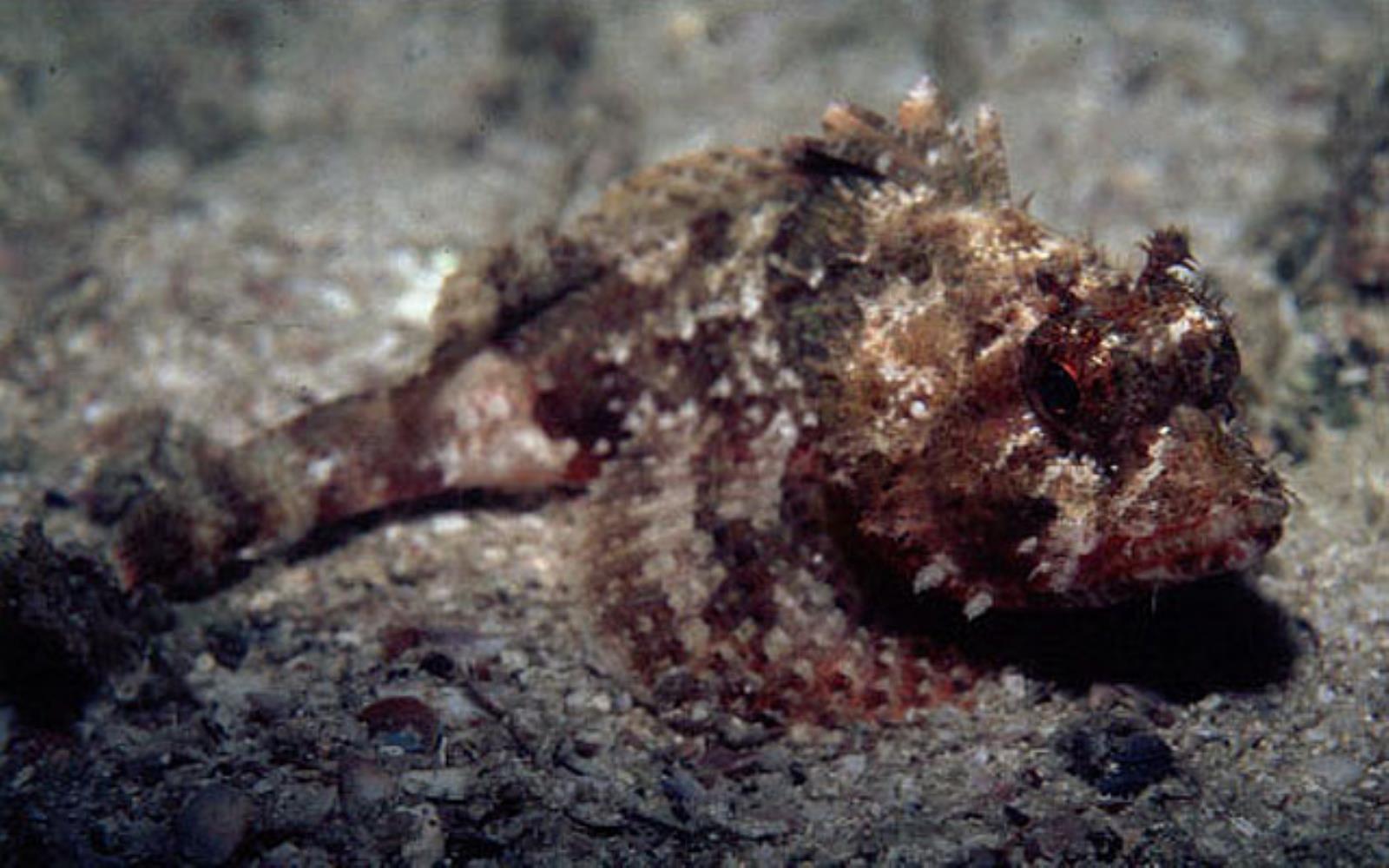 Smooth-cheek Scorpionfish