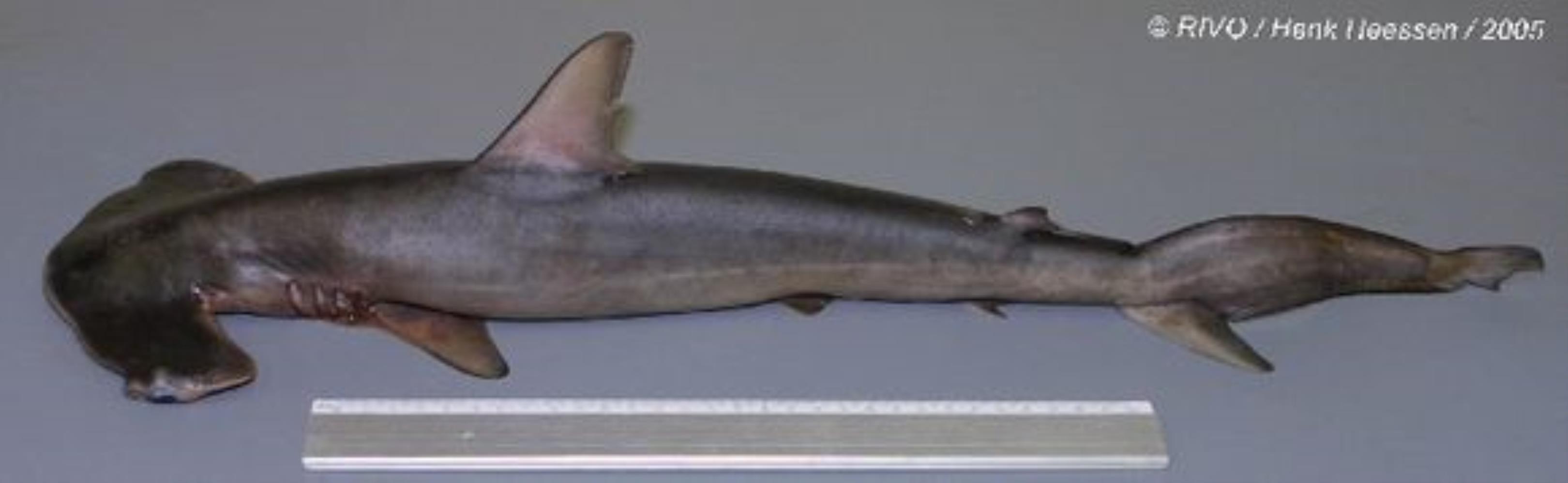 Smooth Hammerhead Shark