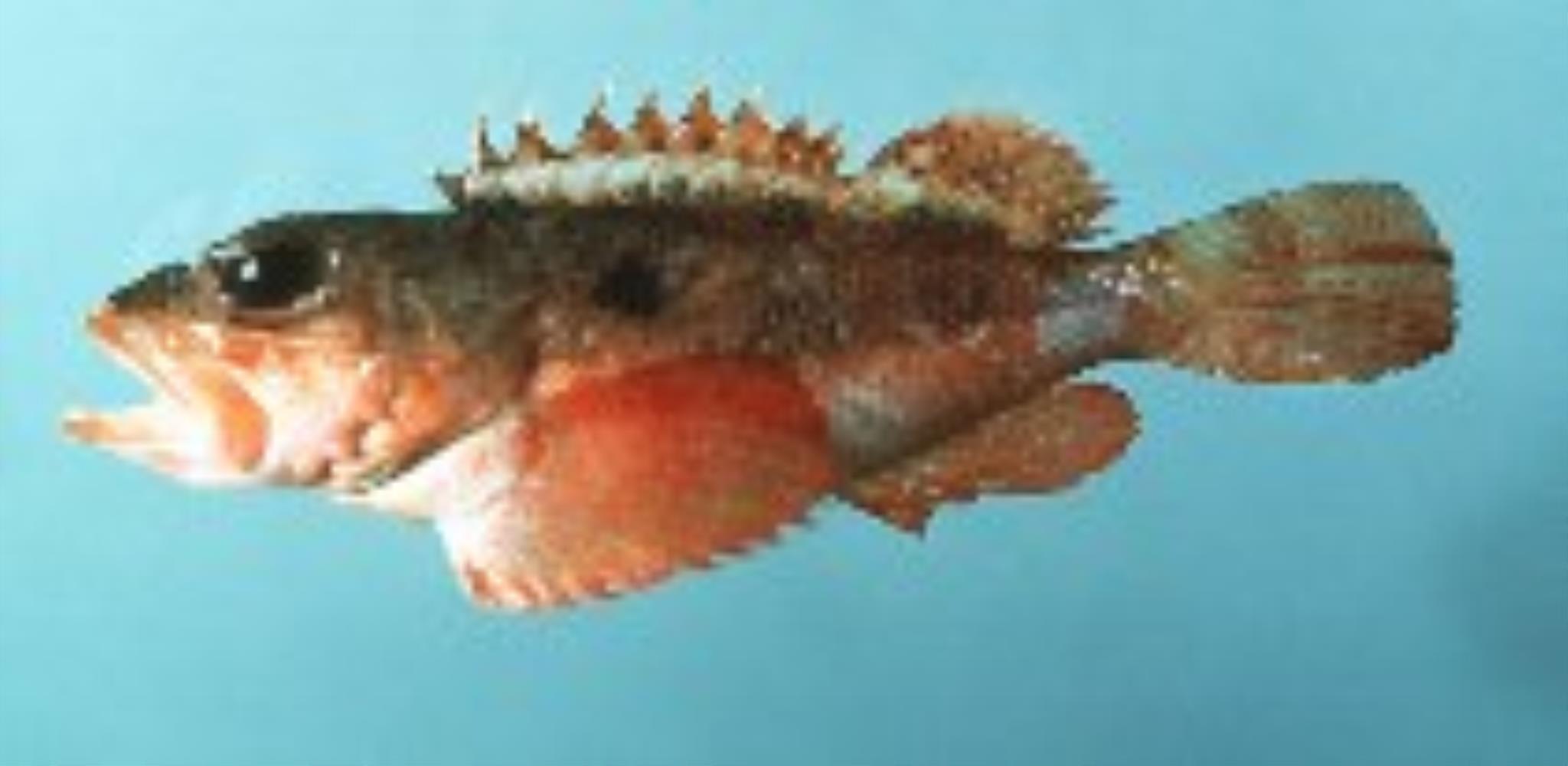 Smooth-head Scorpionfish