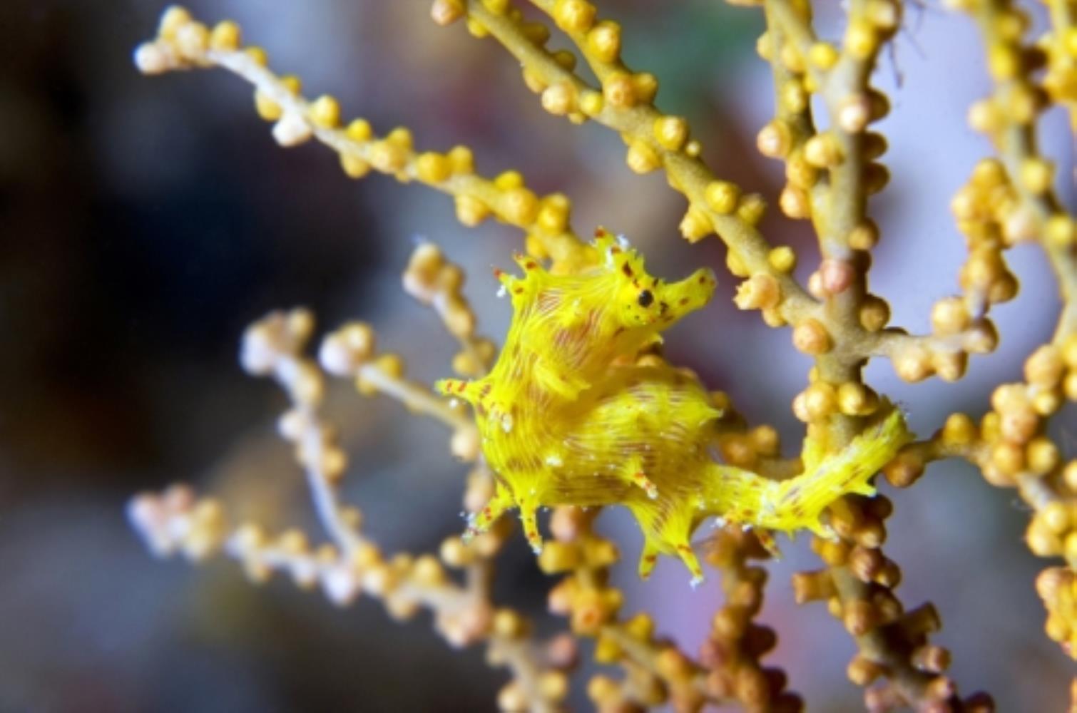 Softcoral Seahorse