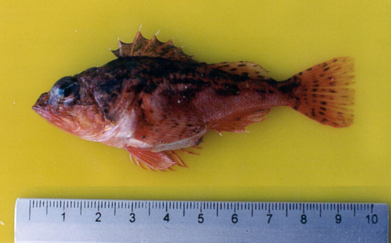 Sonora Scorpionfish
