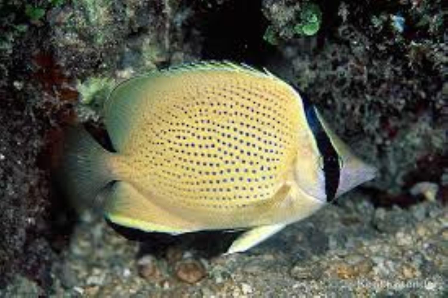 Speckled Butteflyfish