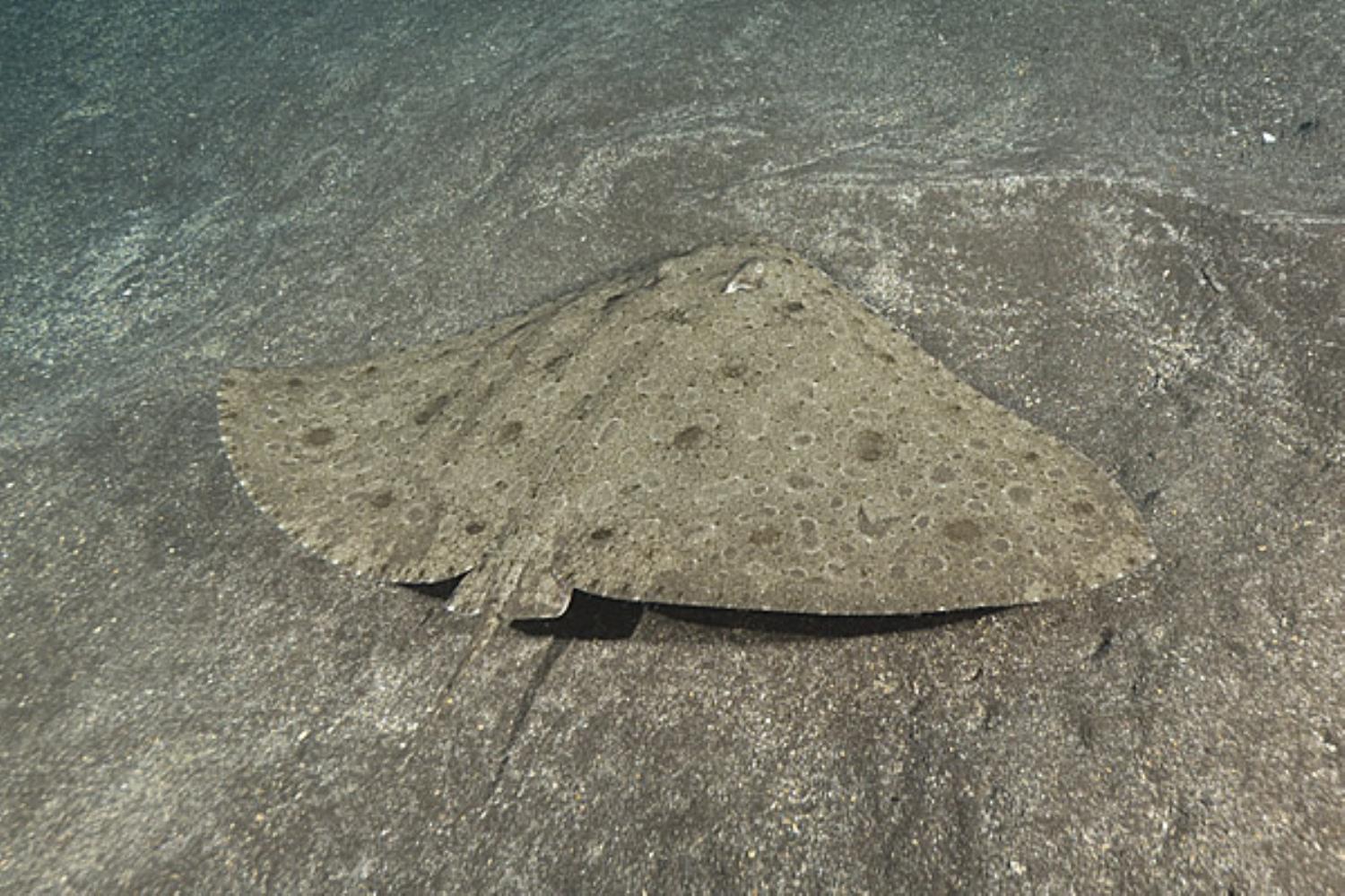 Spiny Butterfly Ray