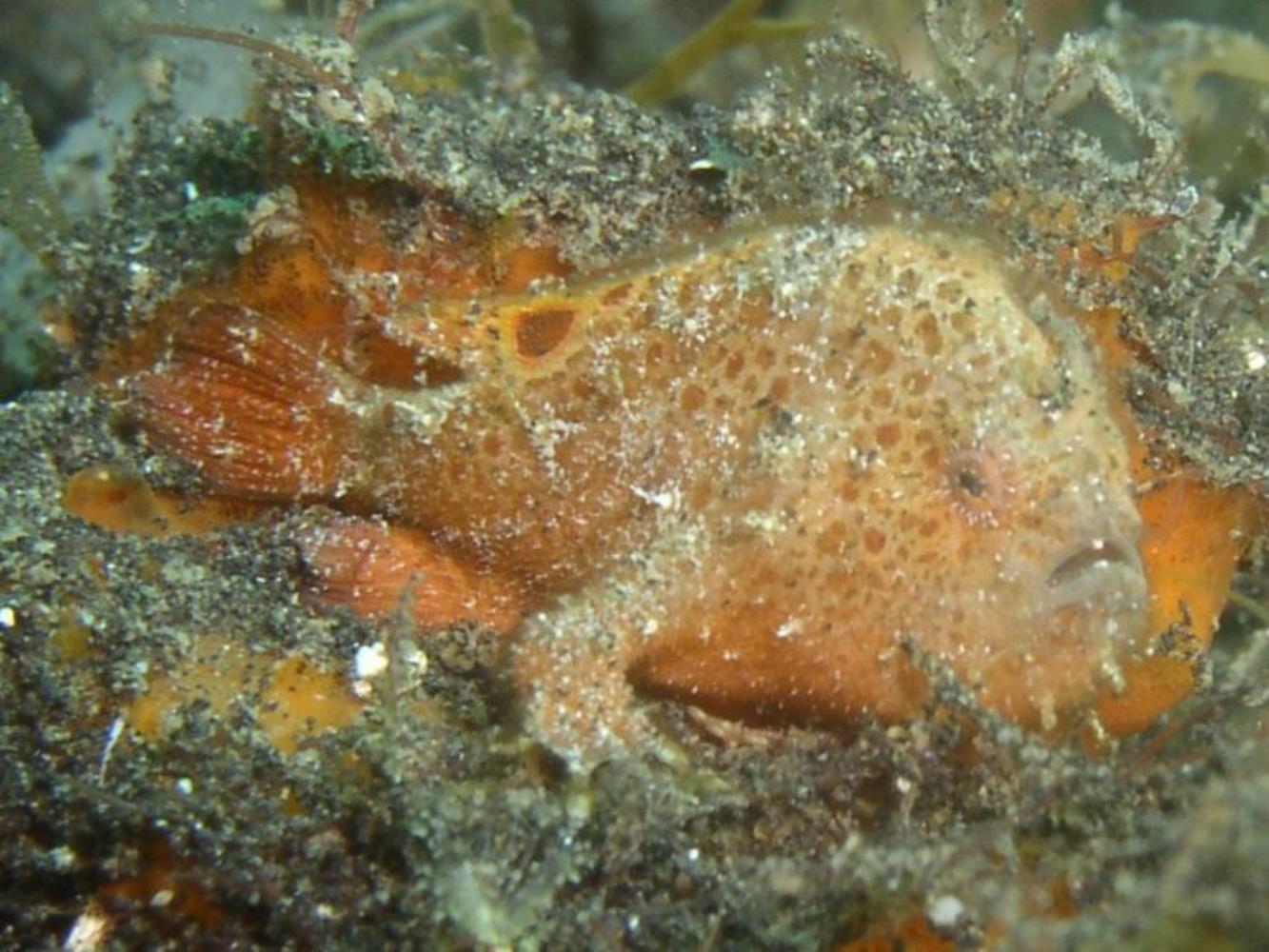 Spiny-tufted frogfish