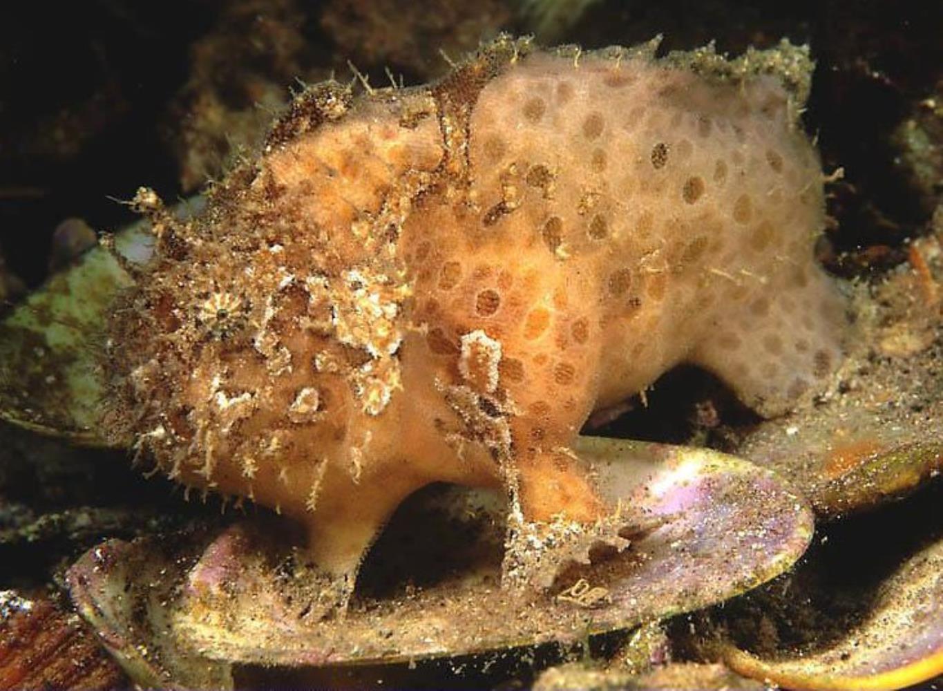 Sponge anglerfish