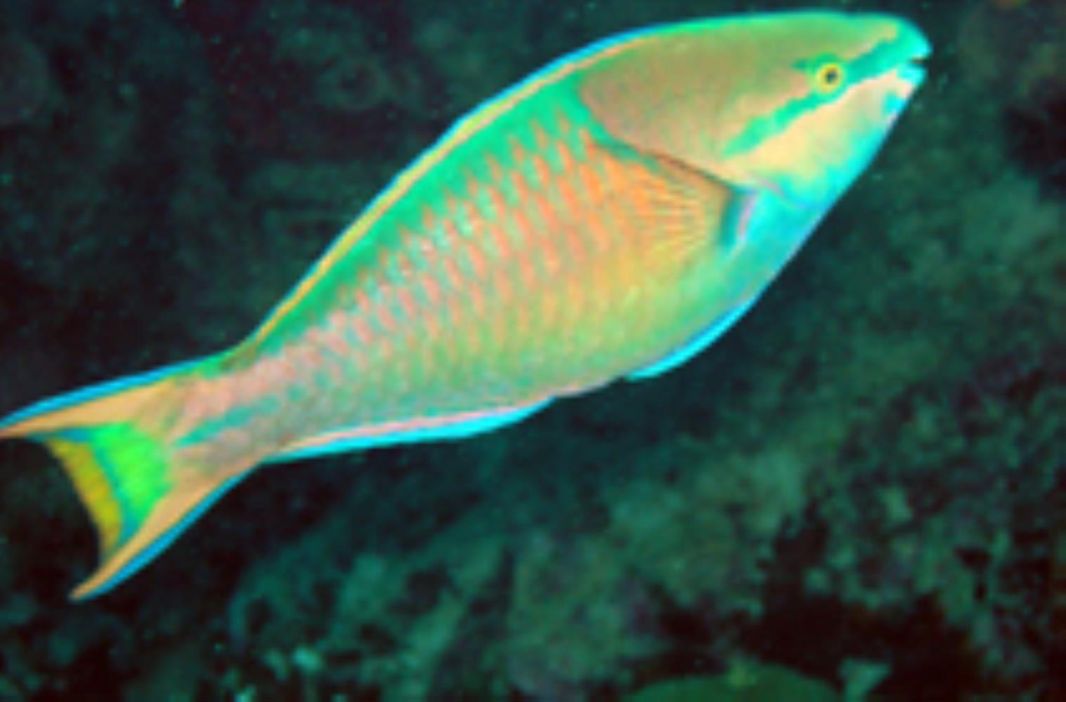 Spot Fin Parrotfish