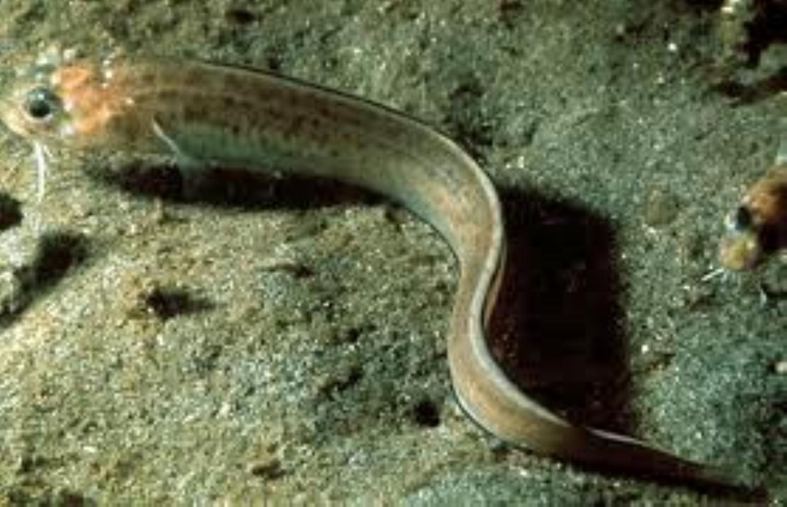 Spotted Cusk-eel