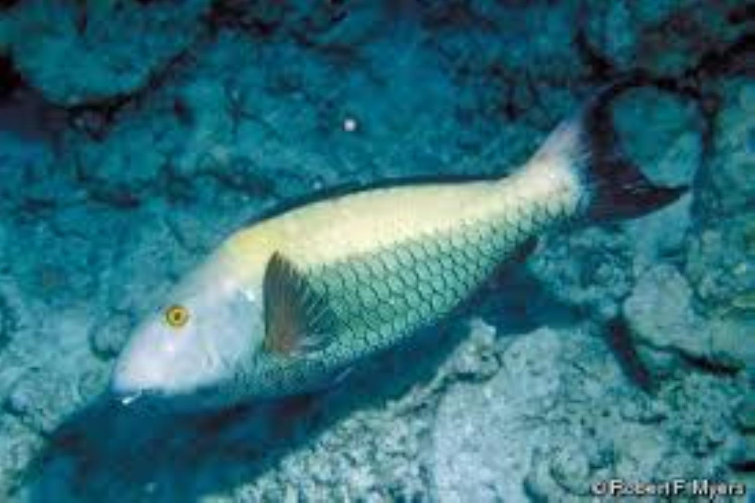 Spotted Parrotfish