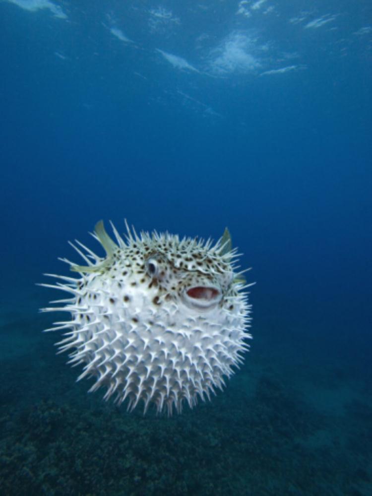 Spotted Porcupinefish