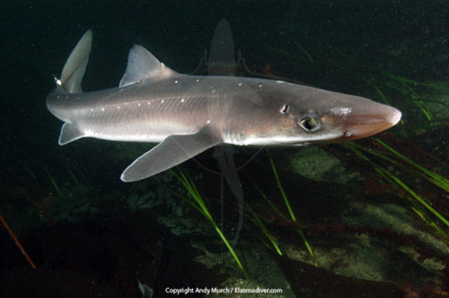 Spotted Spiny Dogfish
