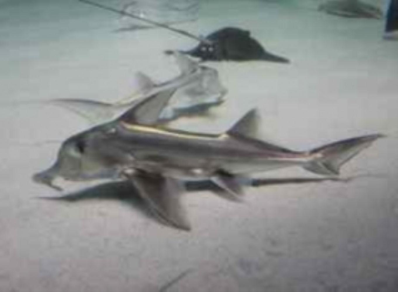 St. Joseph shark
