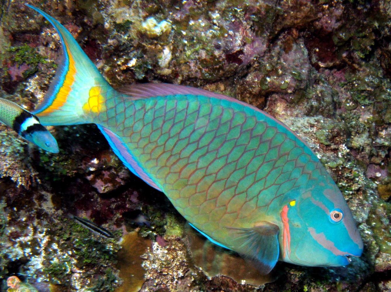 Stoplight Parrotfish Information and Picture | Sea Animals