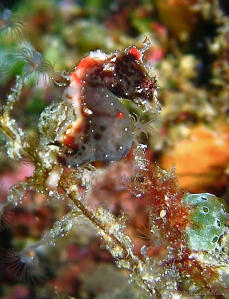 Sulawesi Pygmy Seahorse