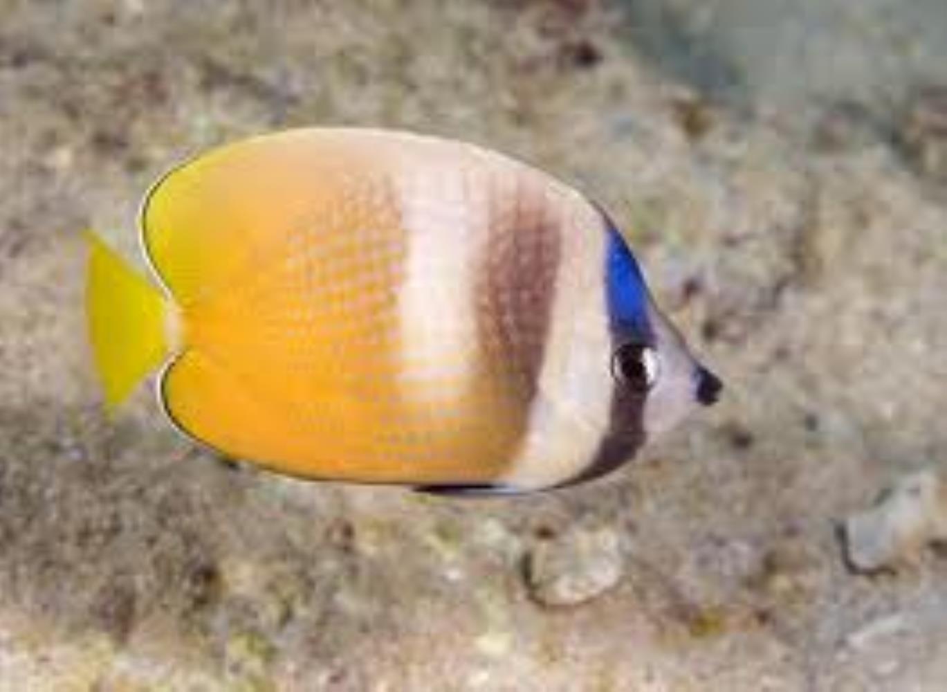 Sunburst Butterflyfish