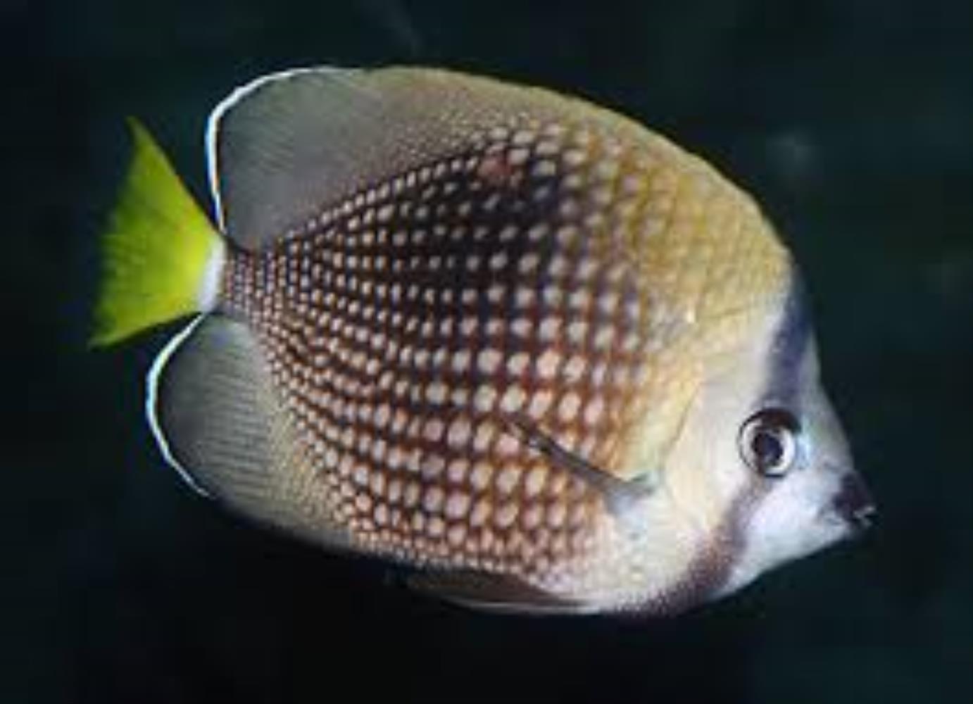 Tahiti Butterflyfish
