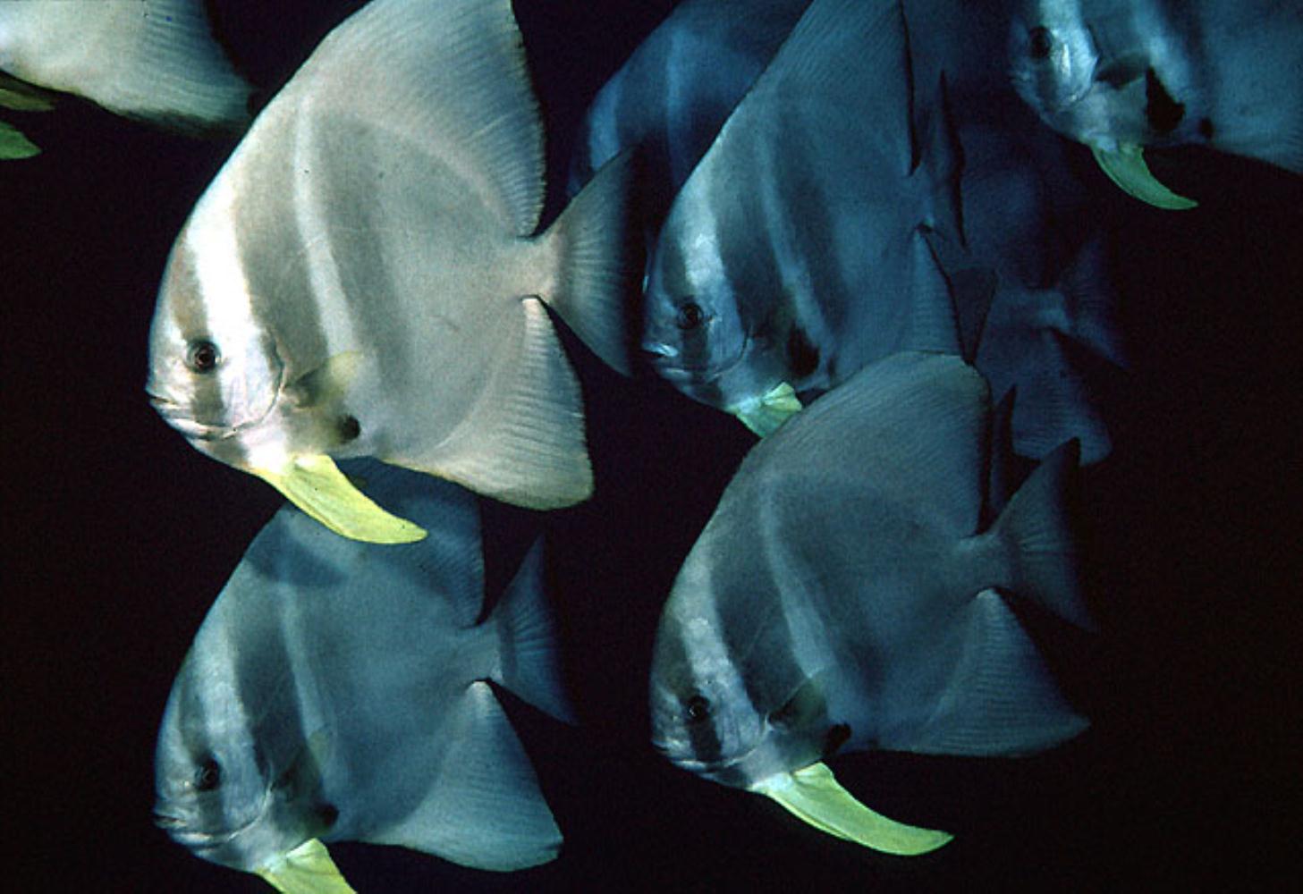 Teira Batfish