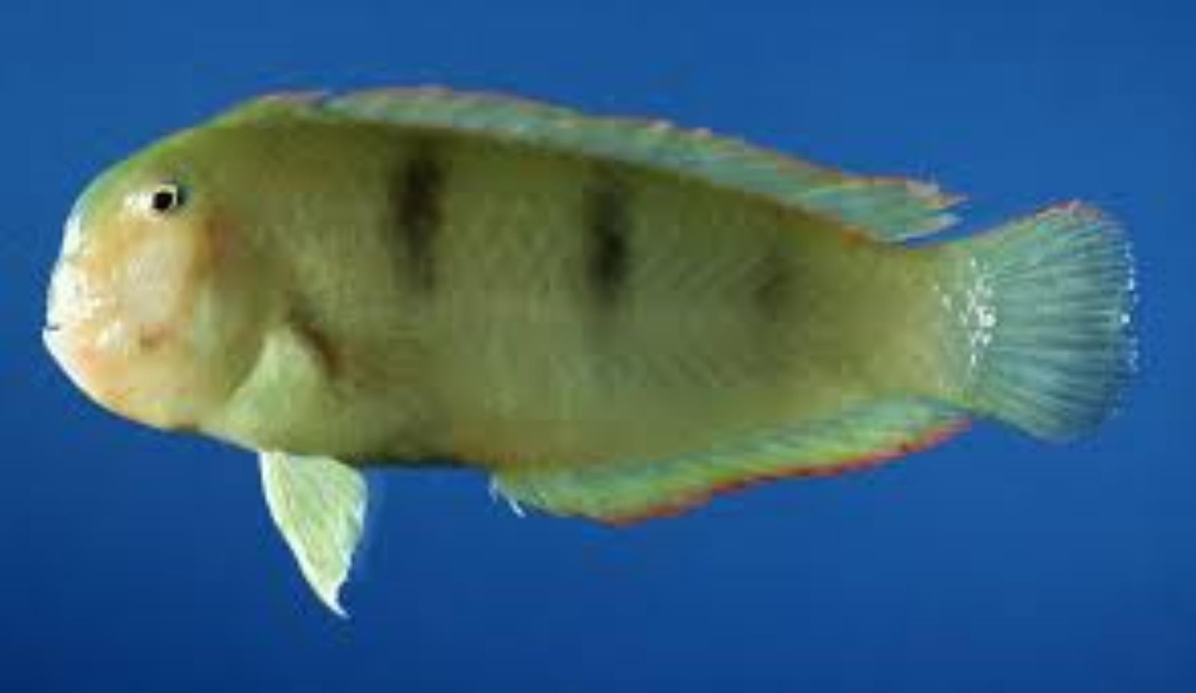 Three-banded Razorfish