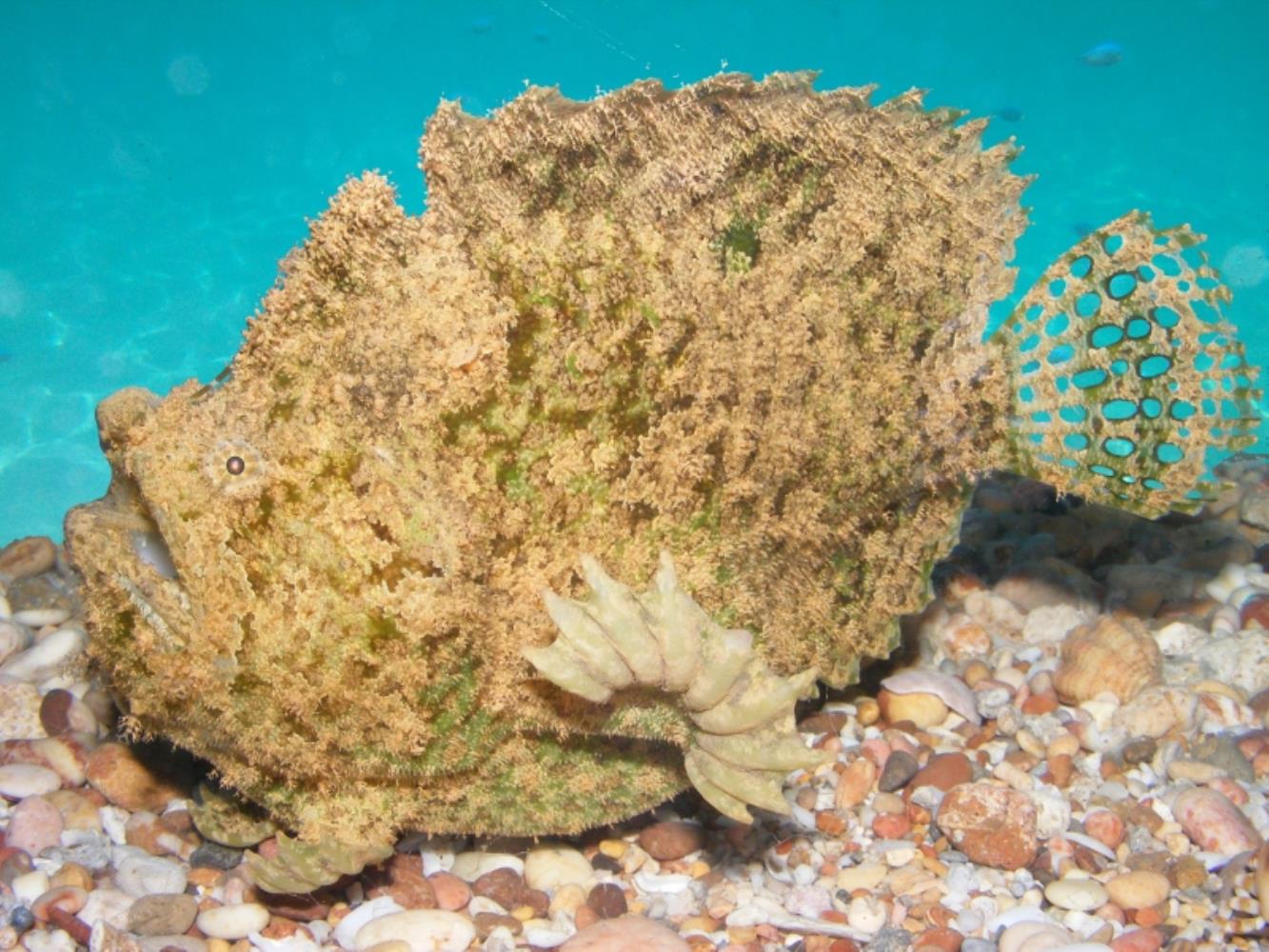 Three-spot Frogfish
