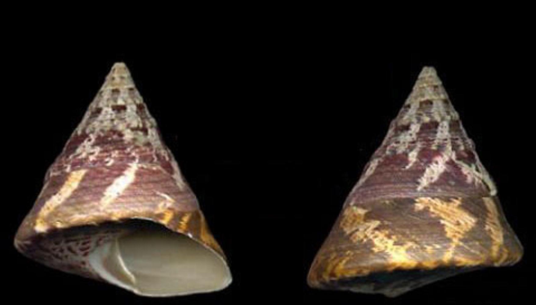 Top Shell