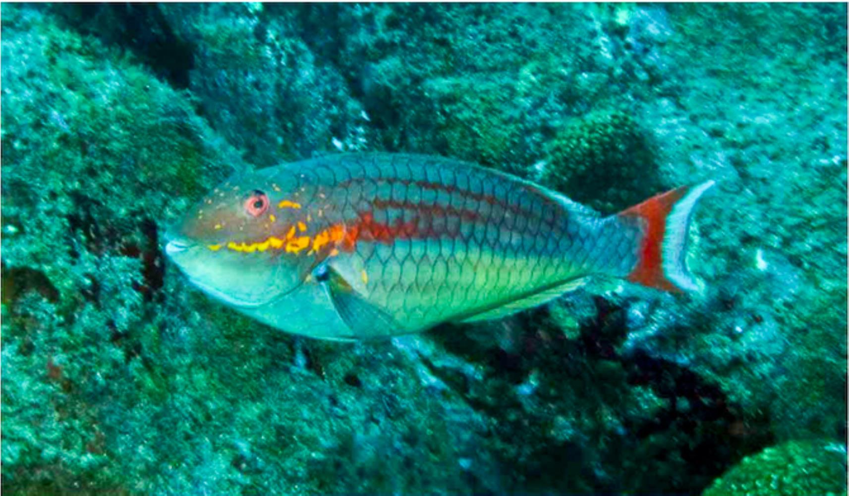 Trindade Parrotfish