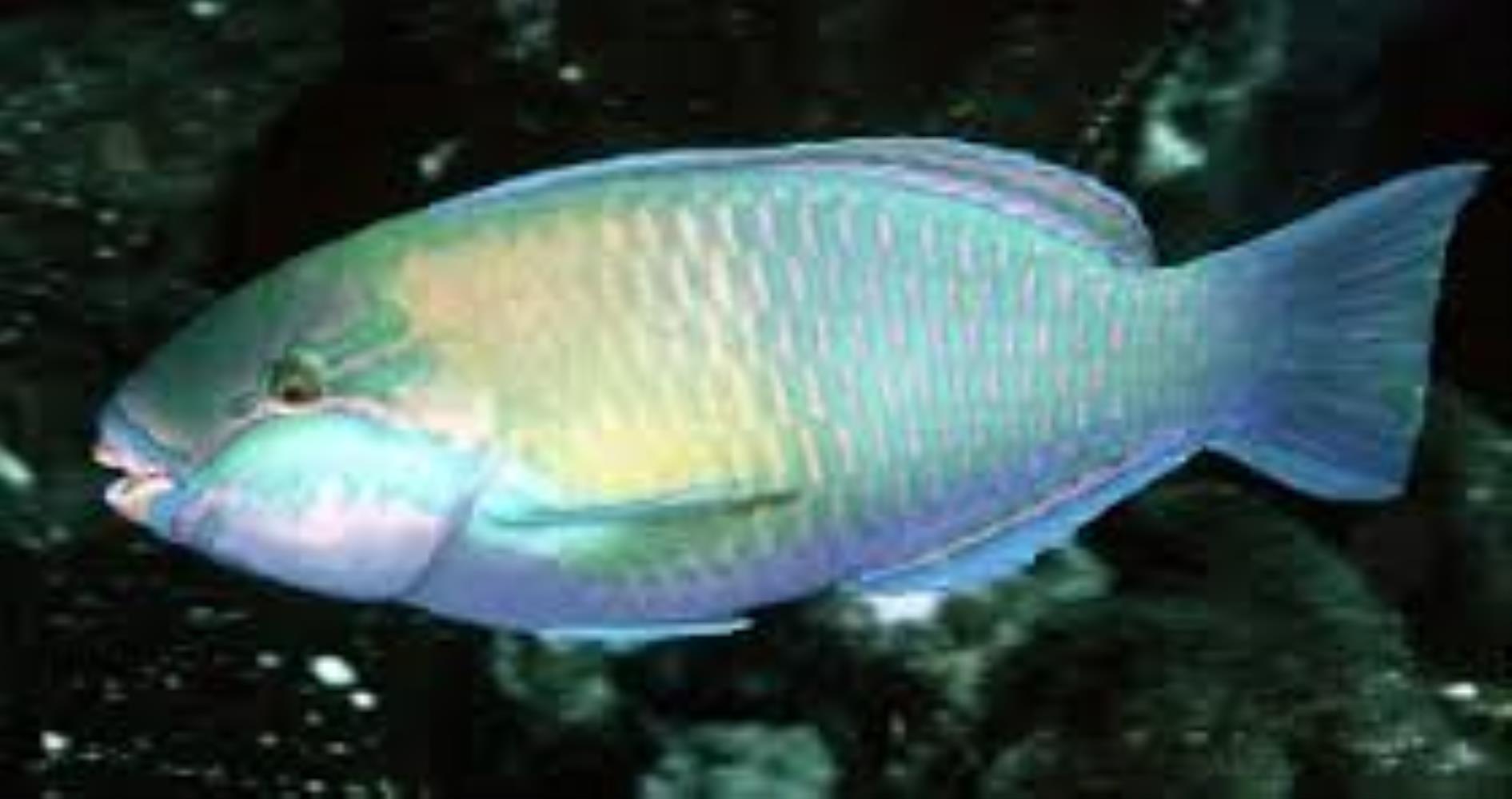 Troschel's Parrotfish