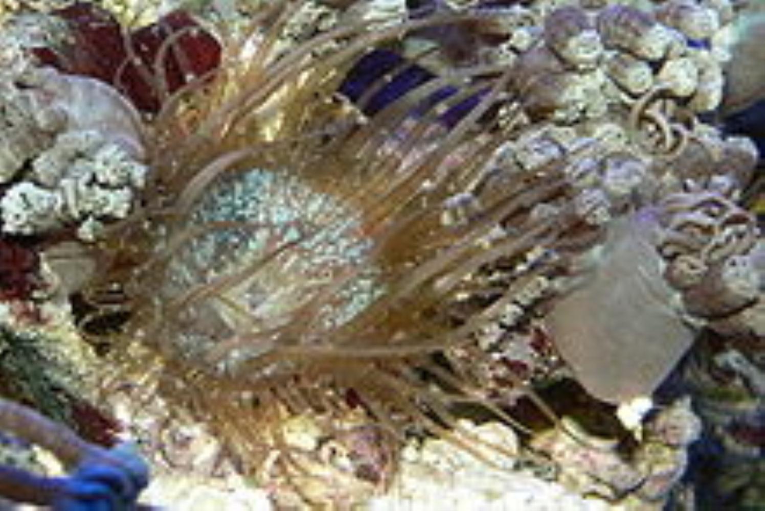 Trumpet anemone