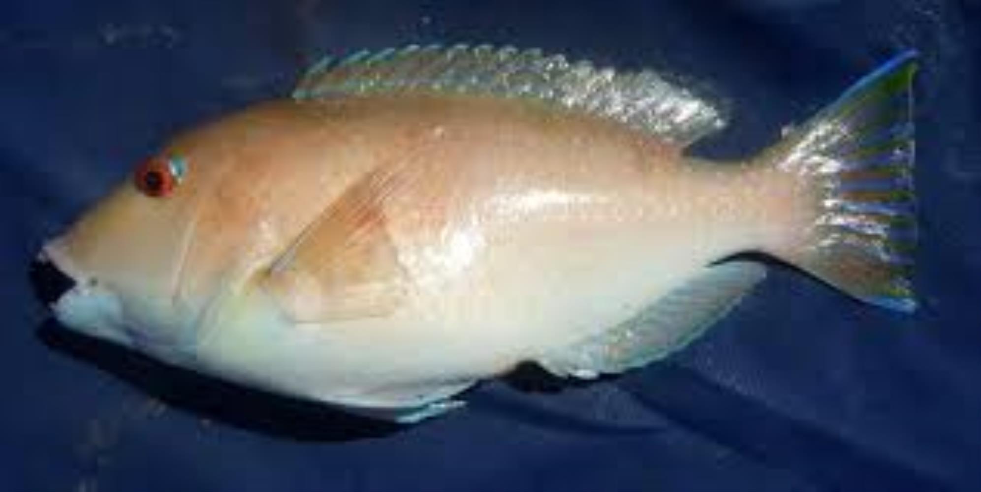 Venus Tuskfish