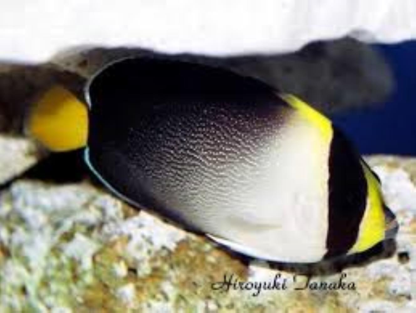 Vermiculated Angelfish