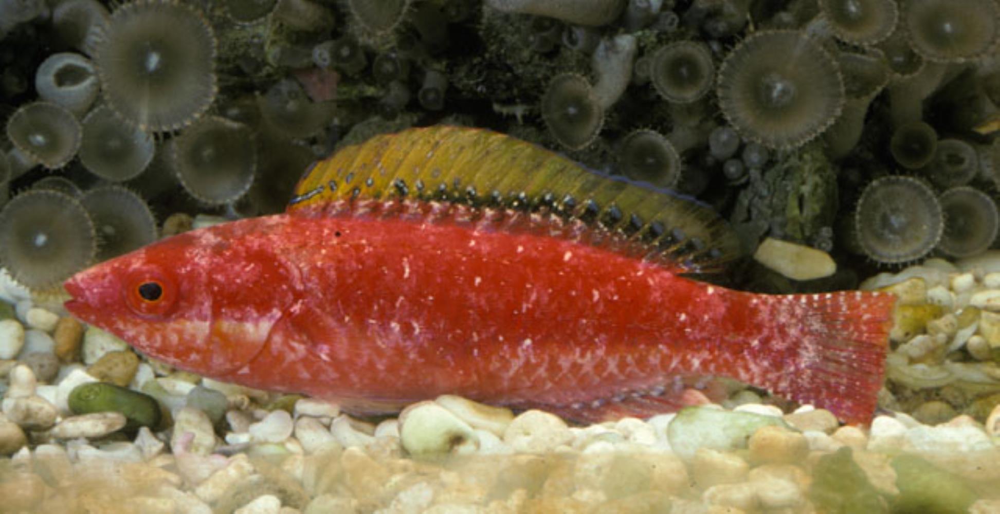 Walsh's Fairy Wrasse