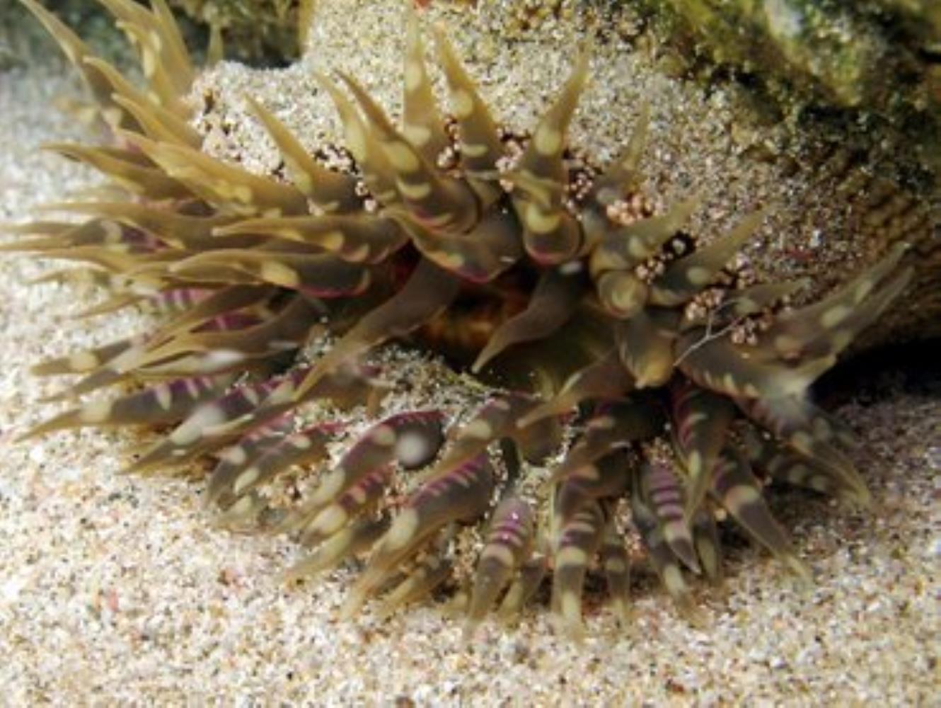 Warty Sea Anemone