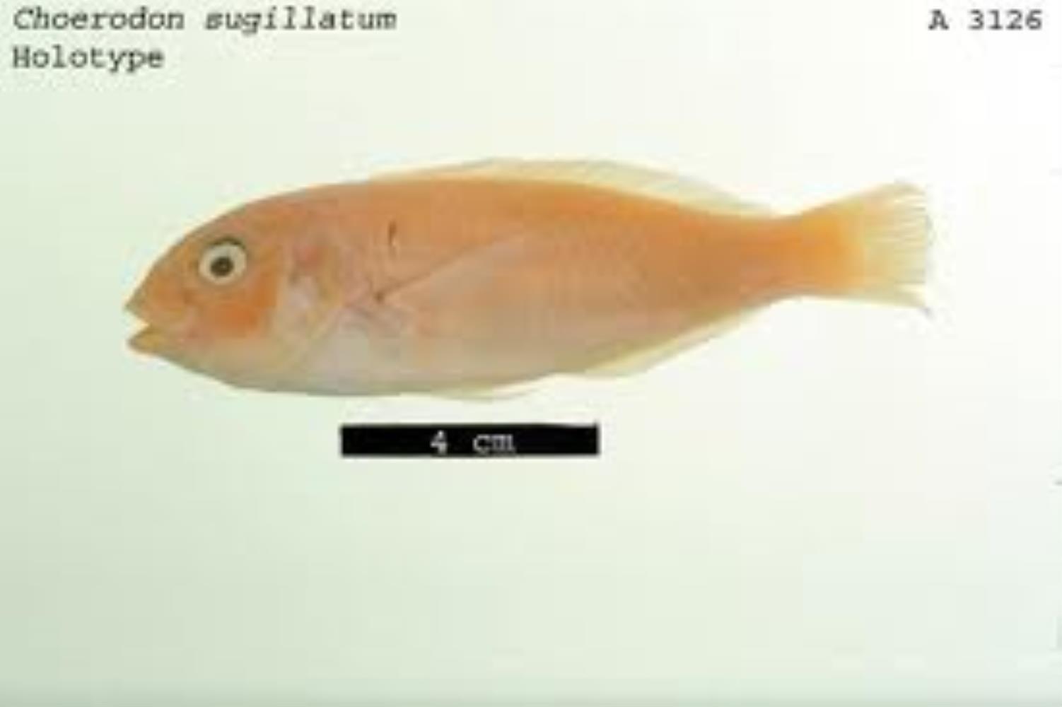 Wedge-tailed Tuskfish