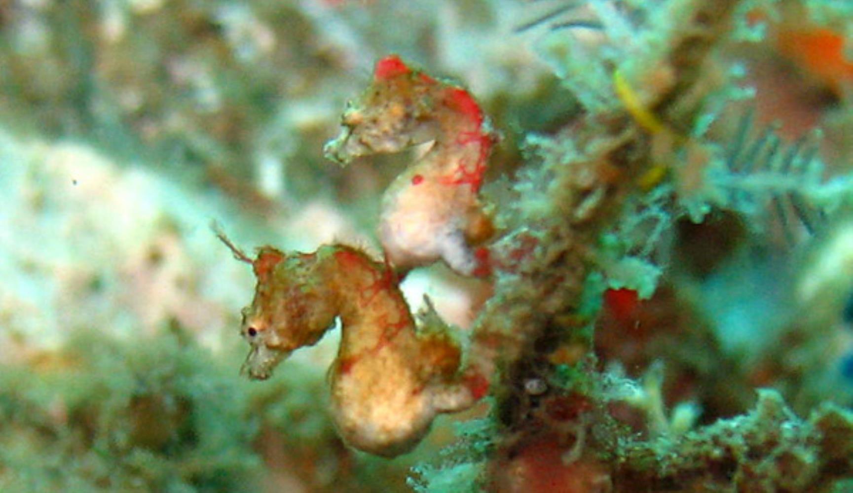 Weedy Pygmy Seahorse