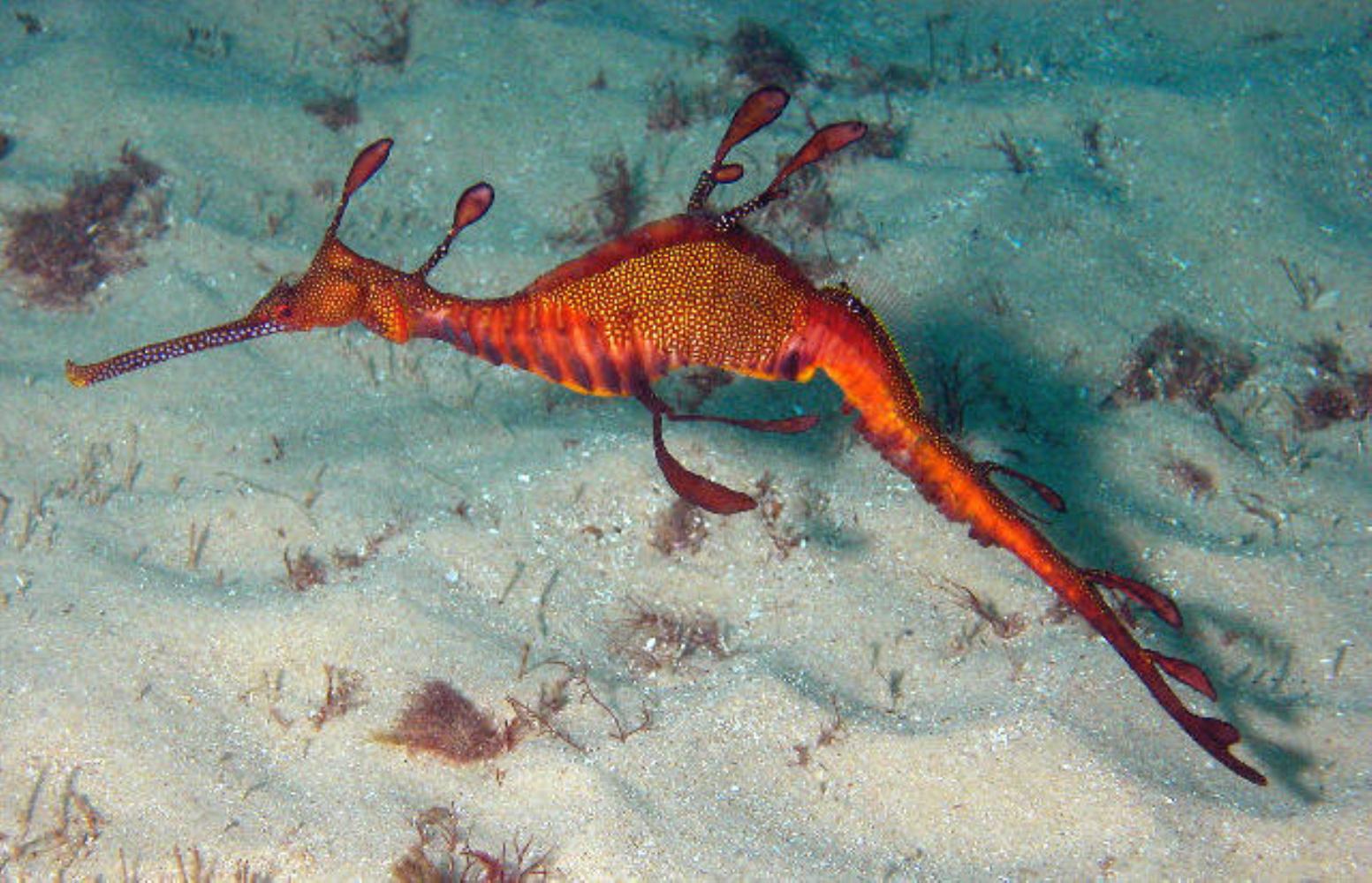 Weedy Sea Dragon Information and Picture | Sea Animals