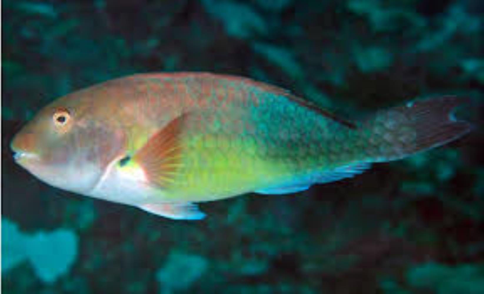 West African Parrotfish