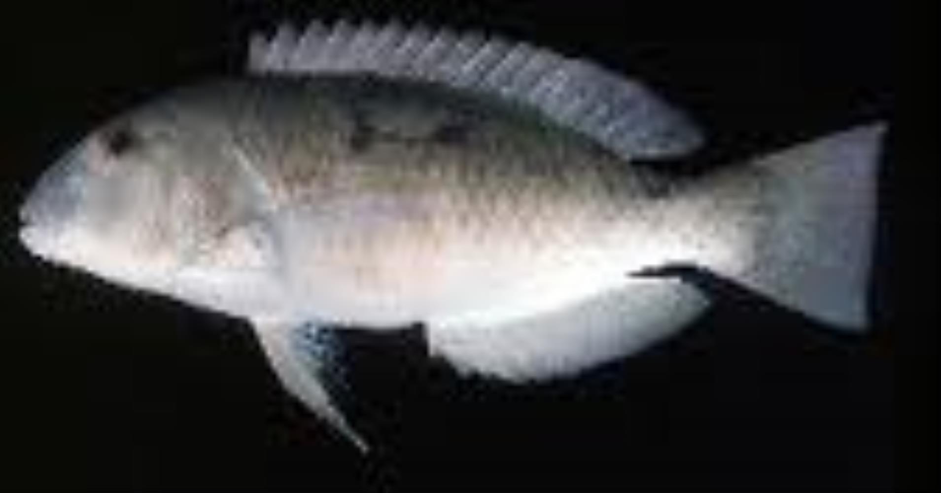 White-patch Tuskfish