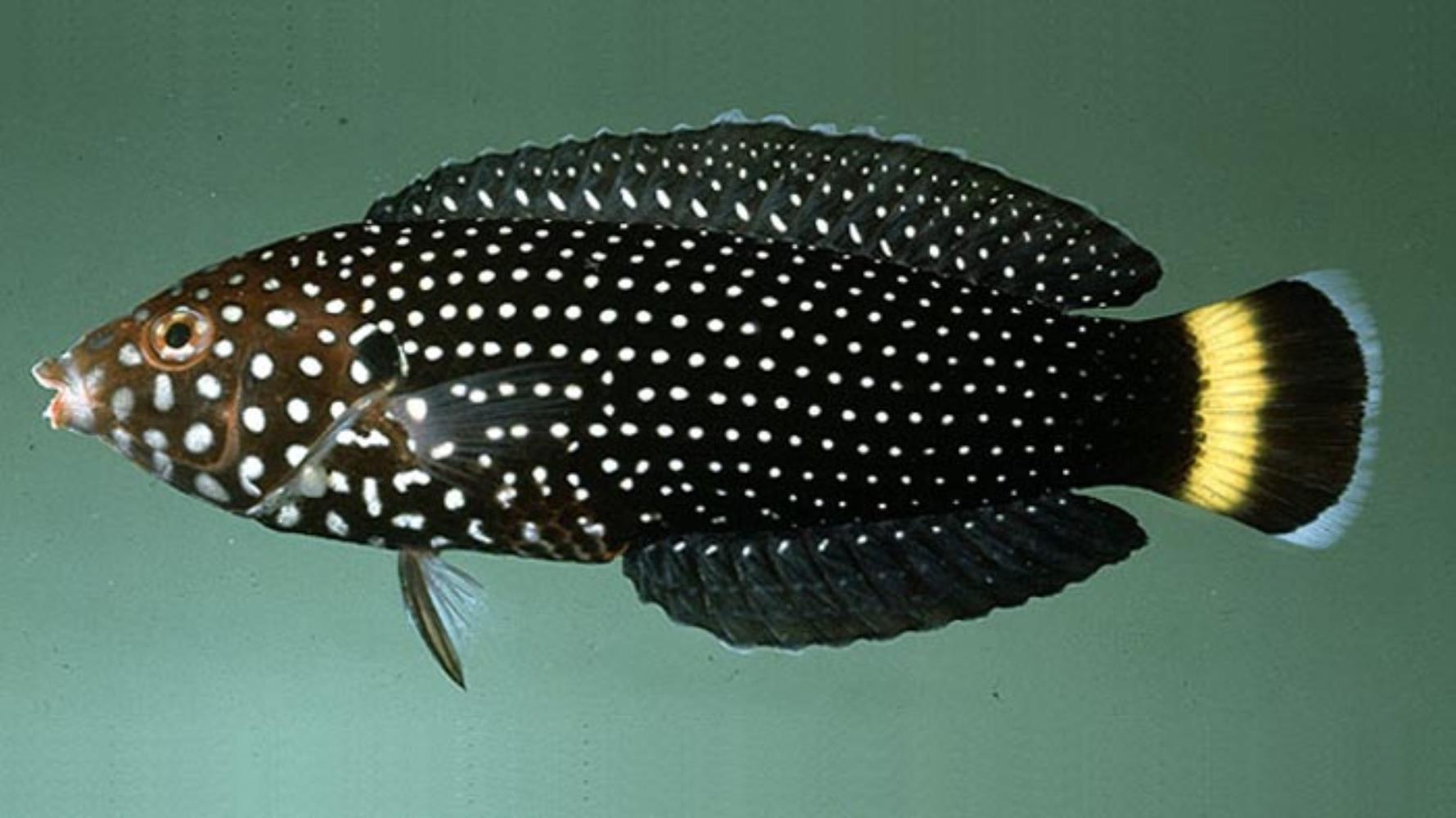 White-spotted Wrasse