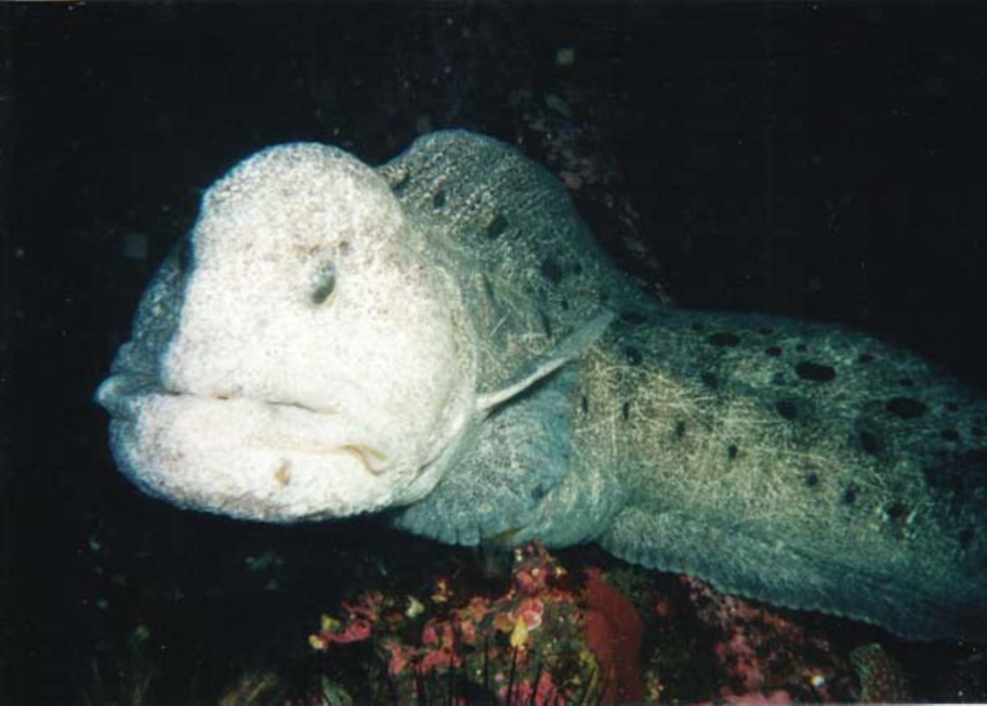 wolf eel images