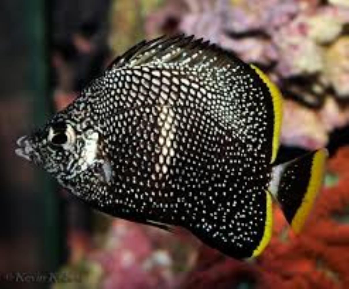 Wrought-iron Butterflyfish