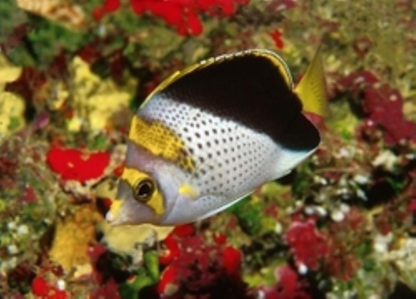Yellow-crowned Butterflyfish