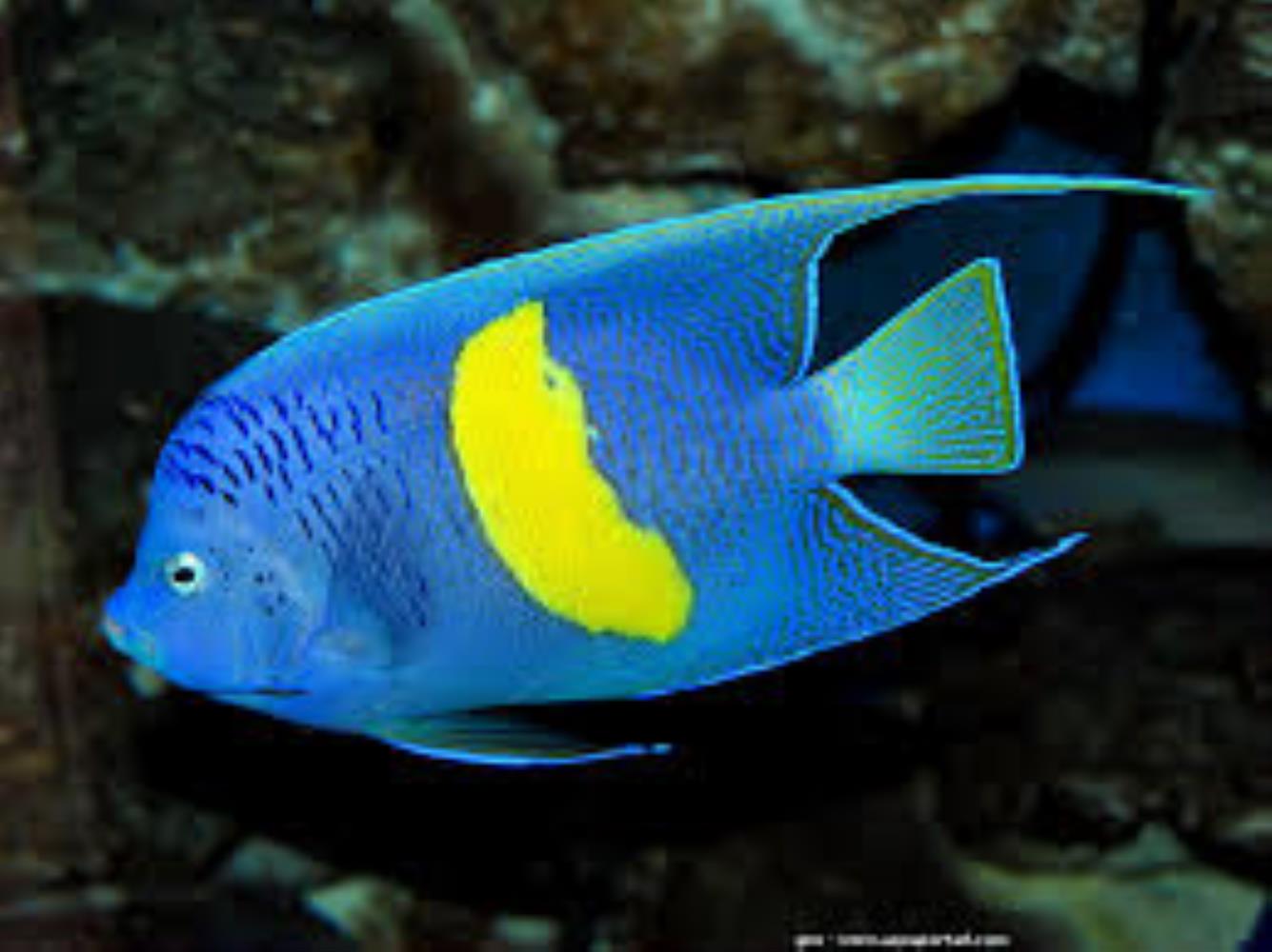 Yellowbar Angelfish