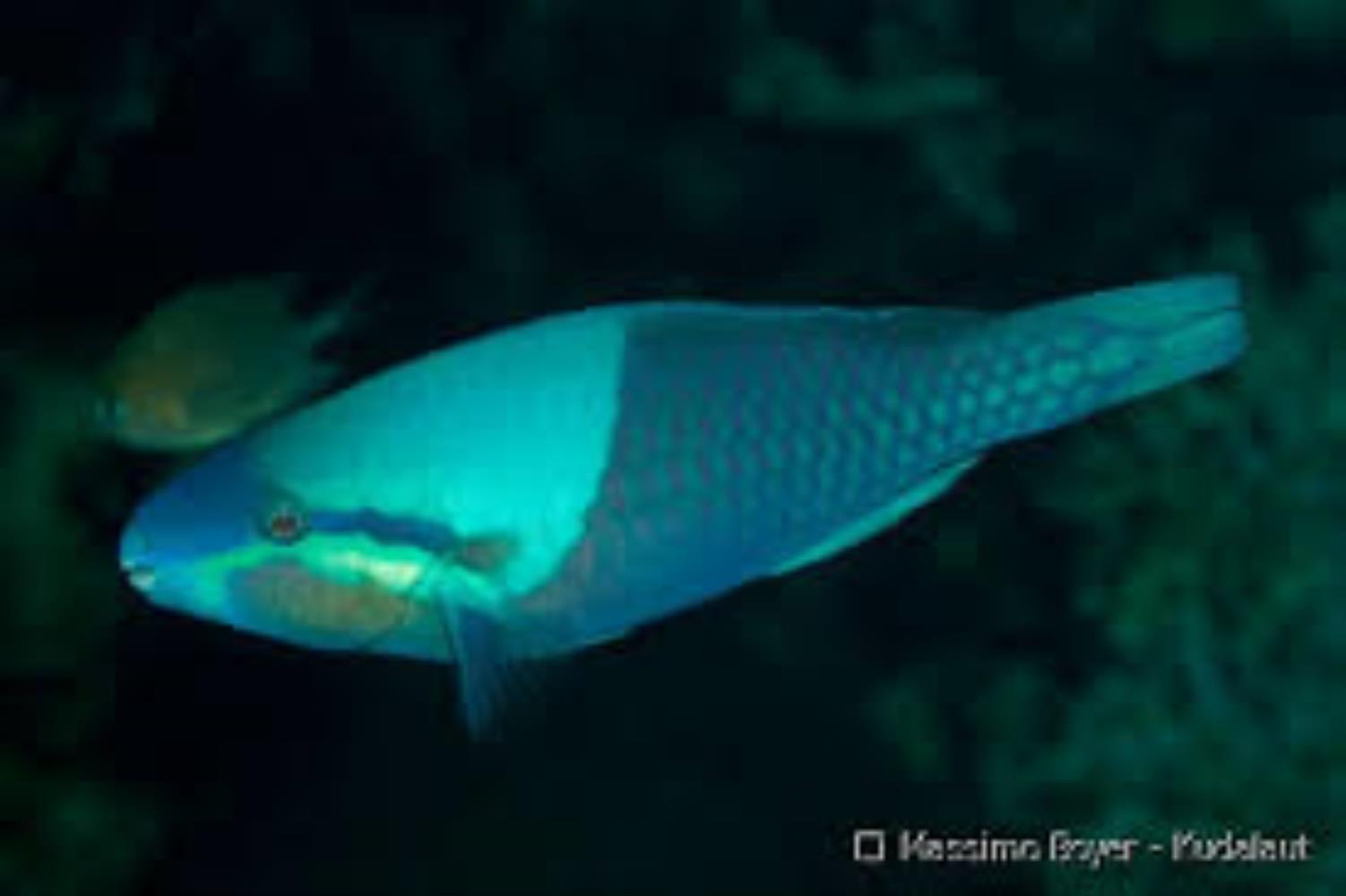 Yellowbarred/ Turquoise-capped Parrotfish