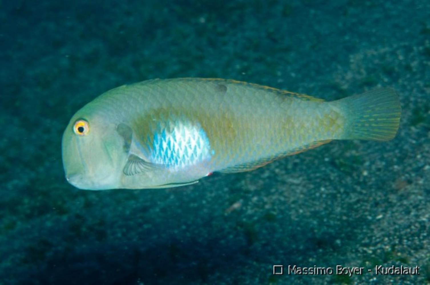 Yellowblotch Razorfish