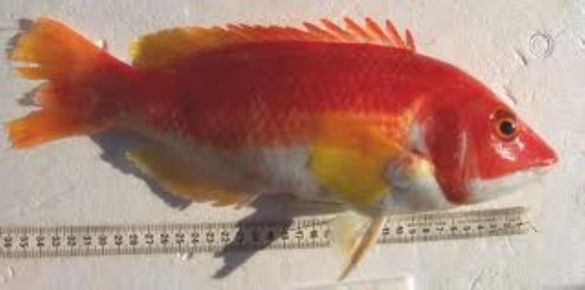 Yellowfin Pigfish