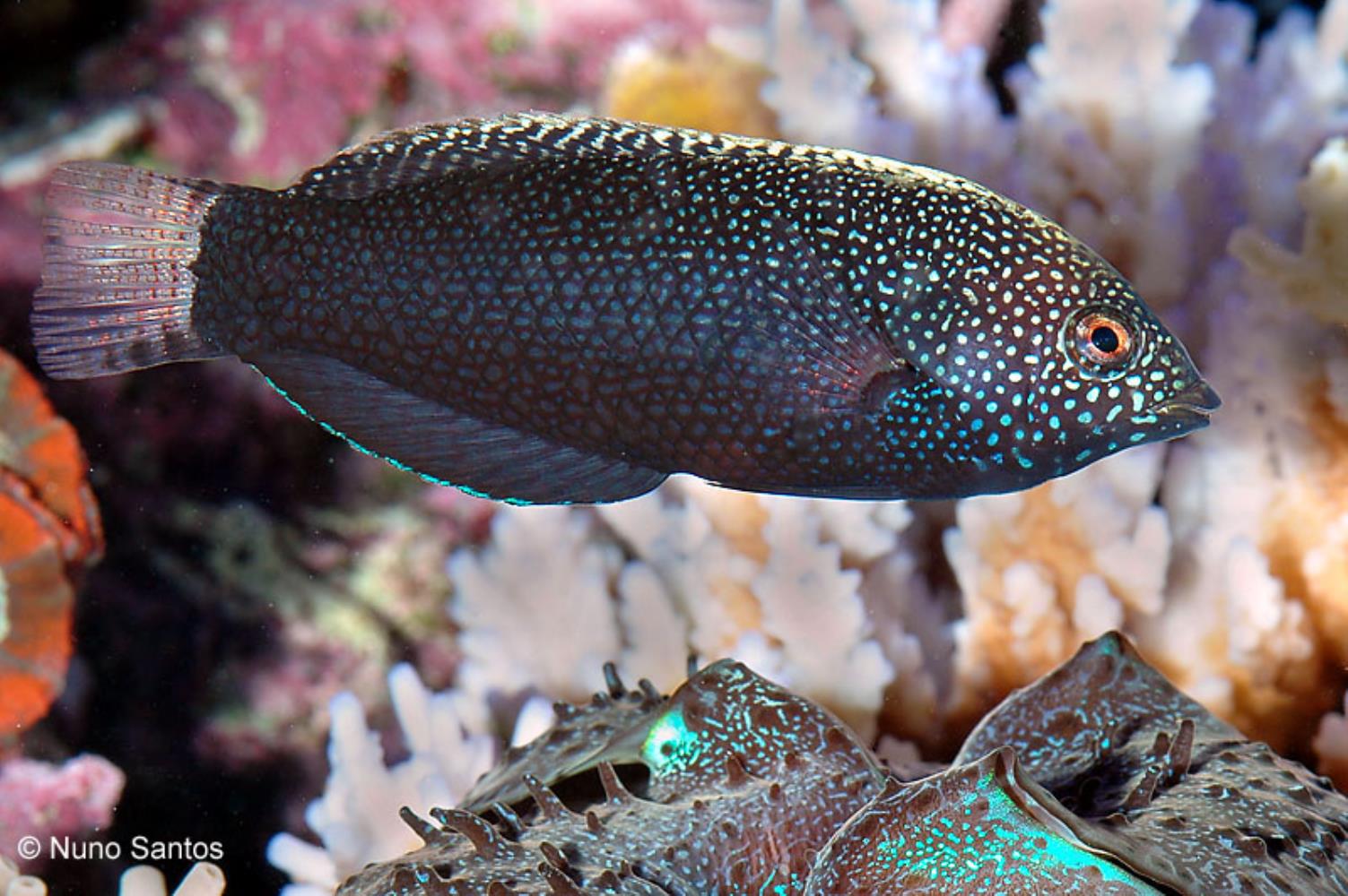 Yellowspotted Leopard Wrasse