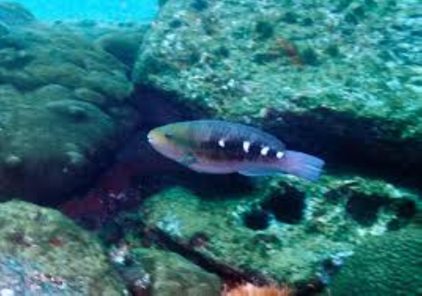 Zelinda's Parrotfish