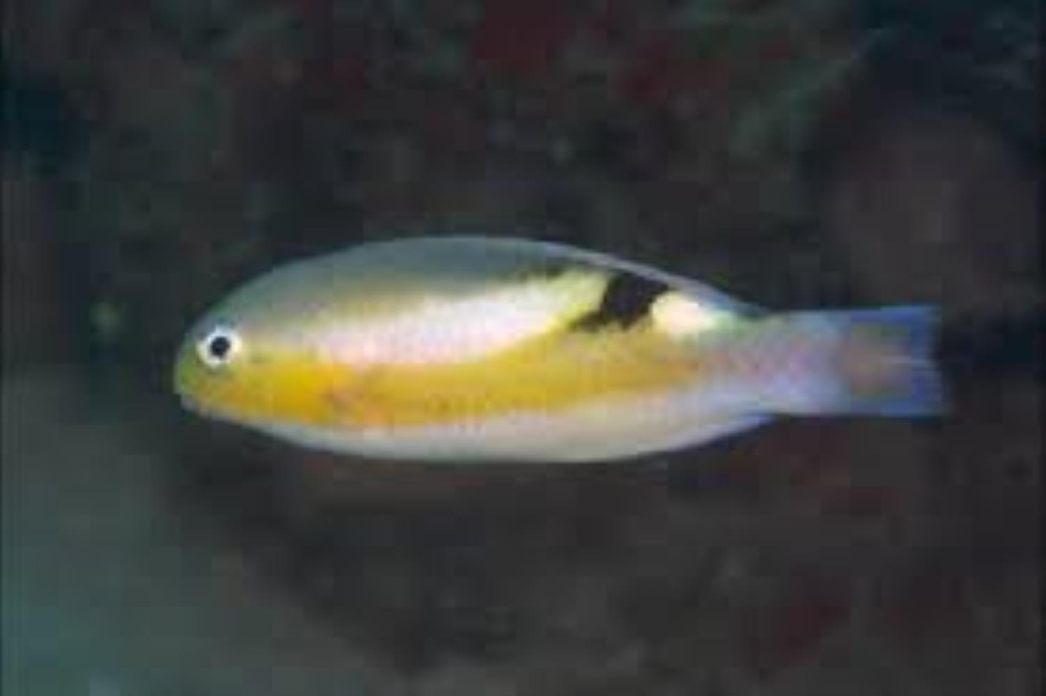 Zoster Wrasse