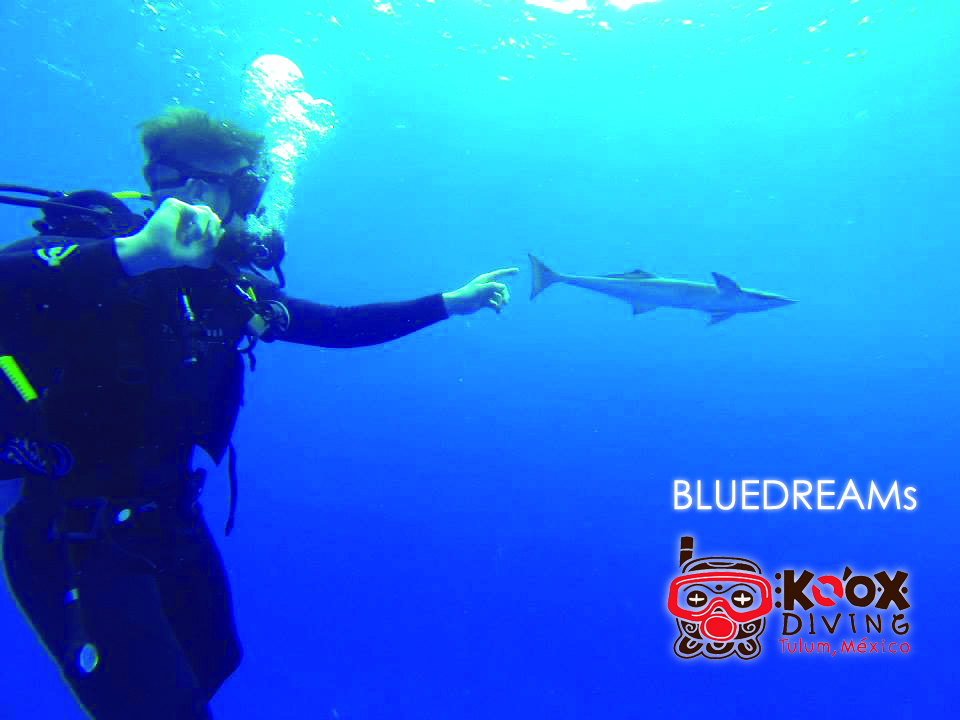 if blue water is what you want.. life and color!.. you will find.. in the Caribbean.. enjoy every dive in this amazing spots.. tulum!