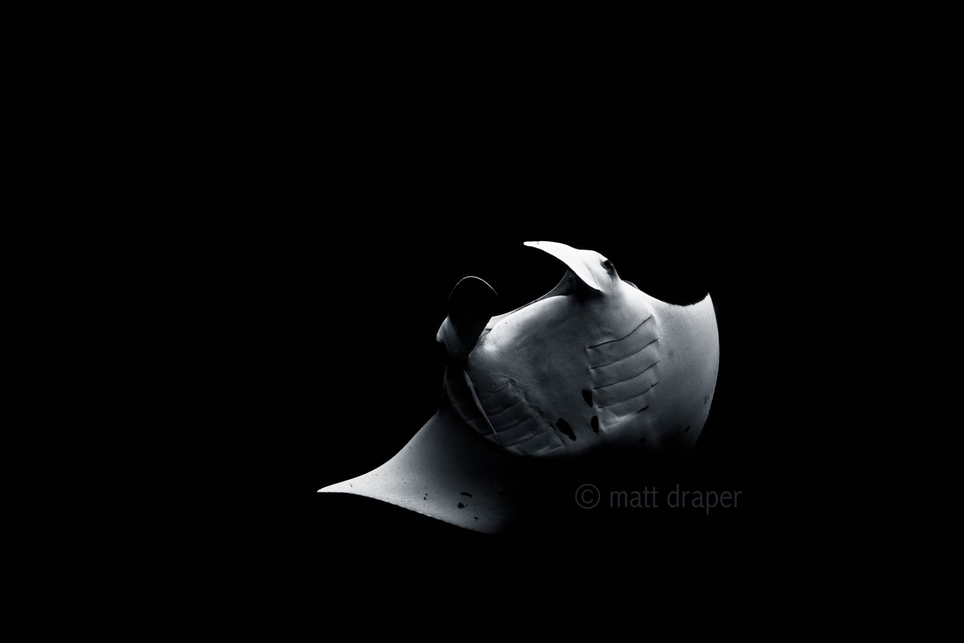 An incredible interaction with this male Manta ray today at my local dive site of Julian Rocks, Byron Bay. I spent close to an hour free diving with this amazing being in about 10m of water. I captured this image under natural light then removed all colour. www.mattdraperphotography.com